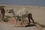 Brga i doline (3) - Jordan